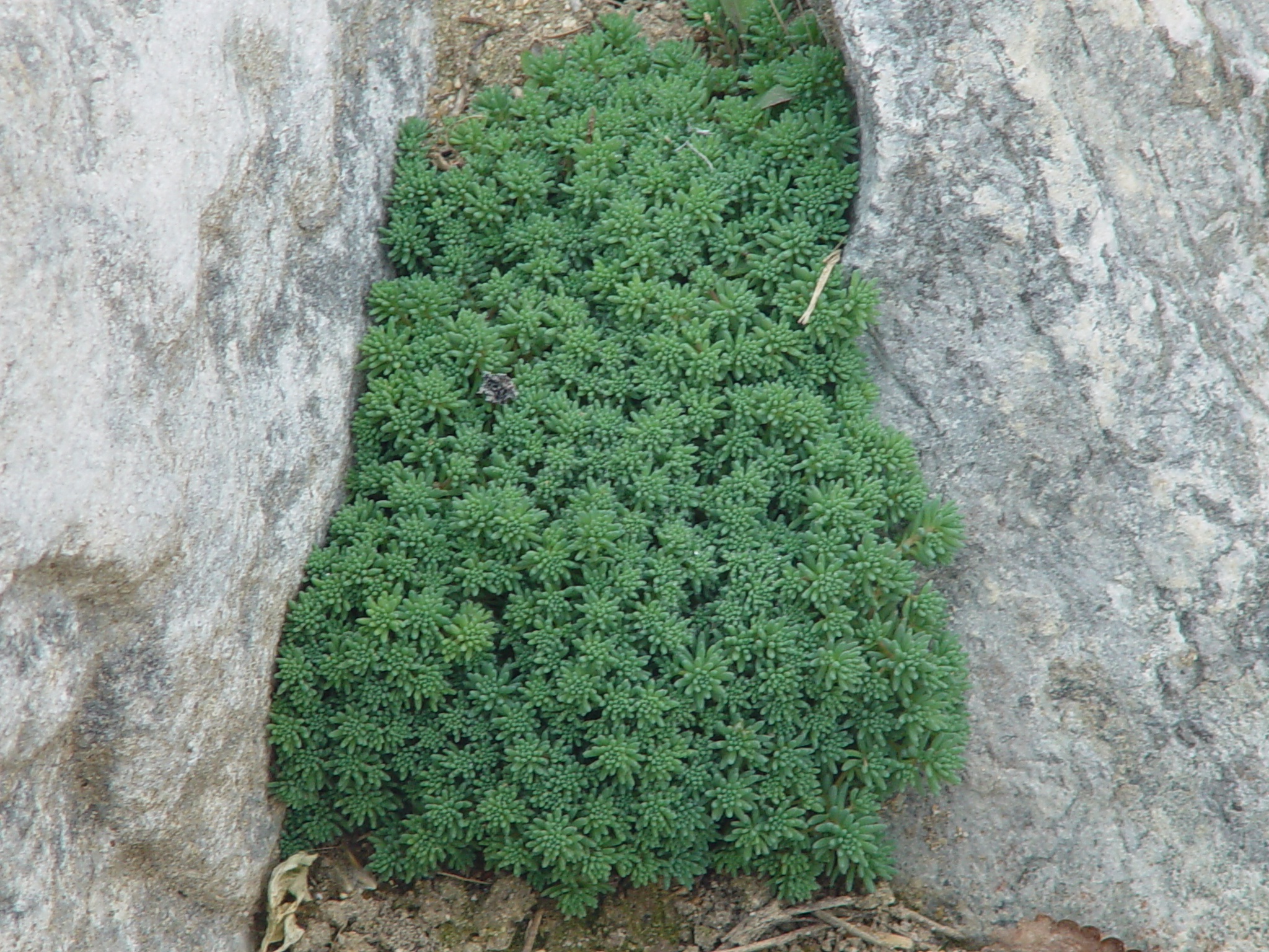 Sedum hispanicum 'Blue Carpet'